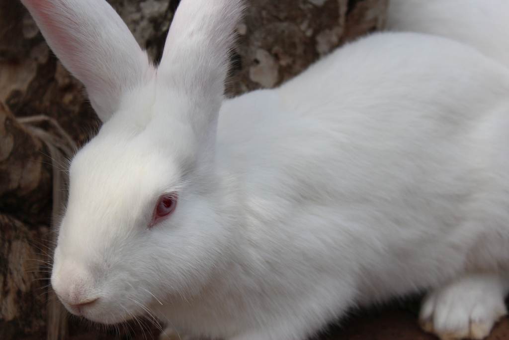 ᐉ как выглядит декоративный кролик альбинос? - zooon.ru