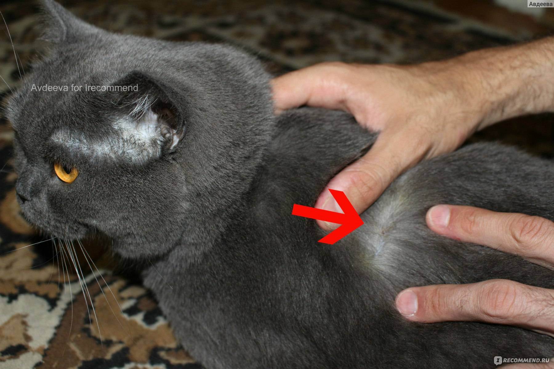 Чипирование кошек и котов: что это такое и для чего