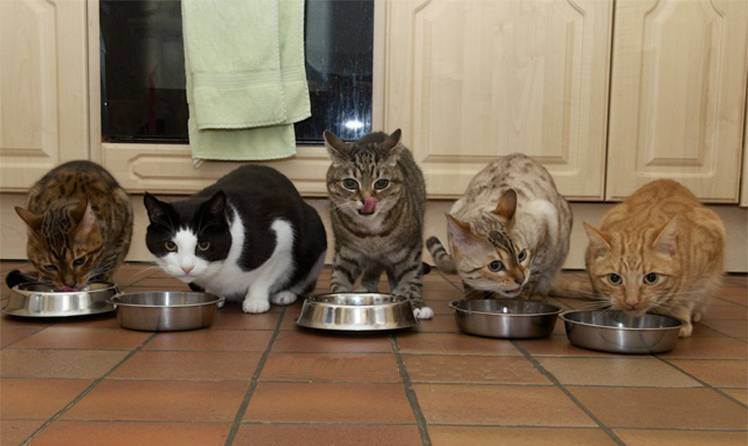 Можно кормить кота сырым мясом. Сырое и вареное мясо и кот. Картинка коты делят мясо. Сырой кот. Чем можно угощать кошек.