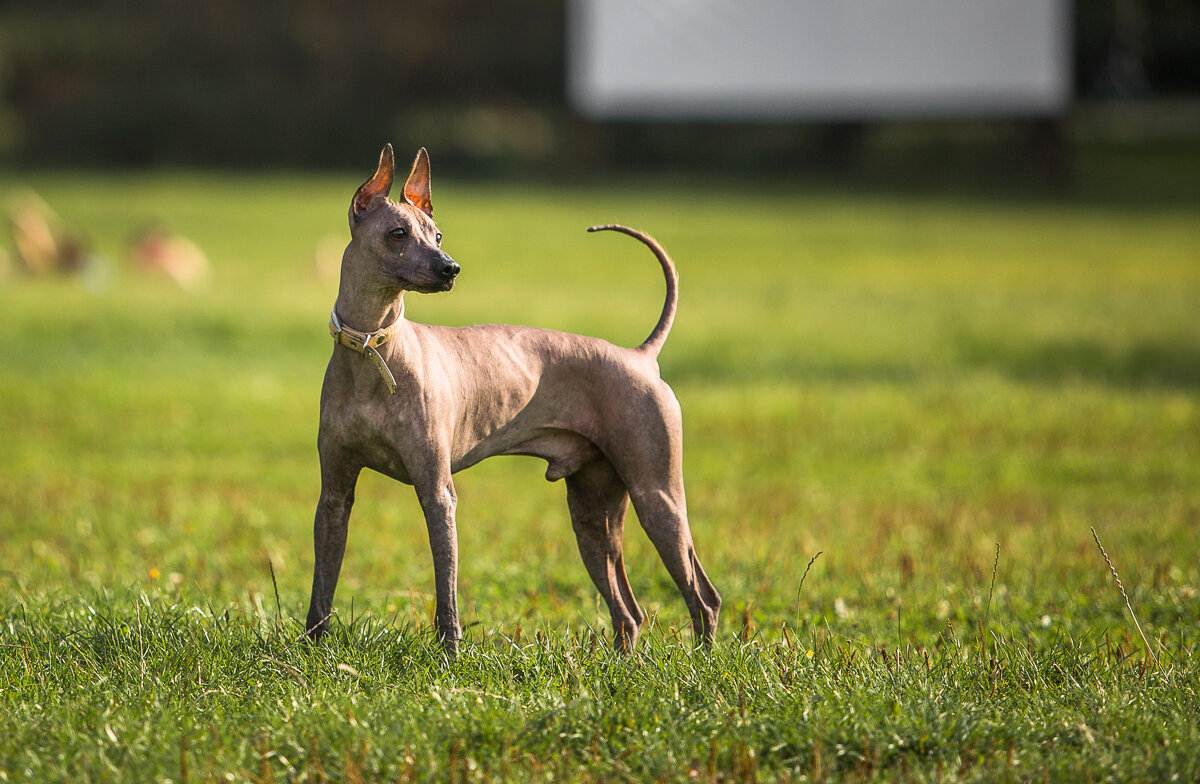 Описание породы перуанская голая собака: характер, уход, предназначение