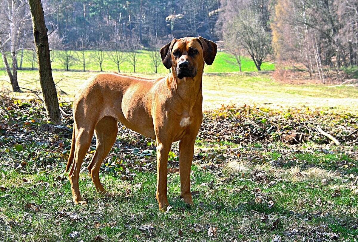 Родезийский риджбек: фото и характеристика породы собак
родезийский риджбек: фото и характеристика породы собак