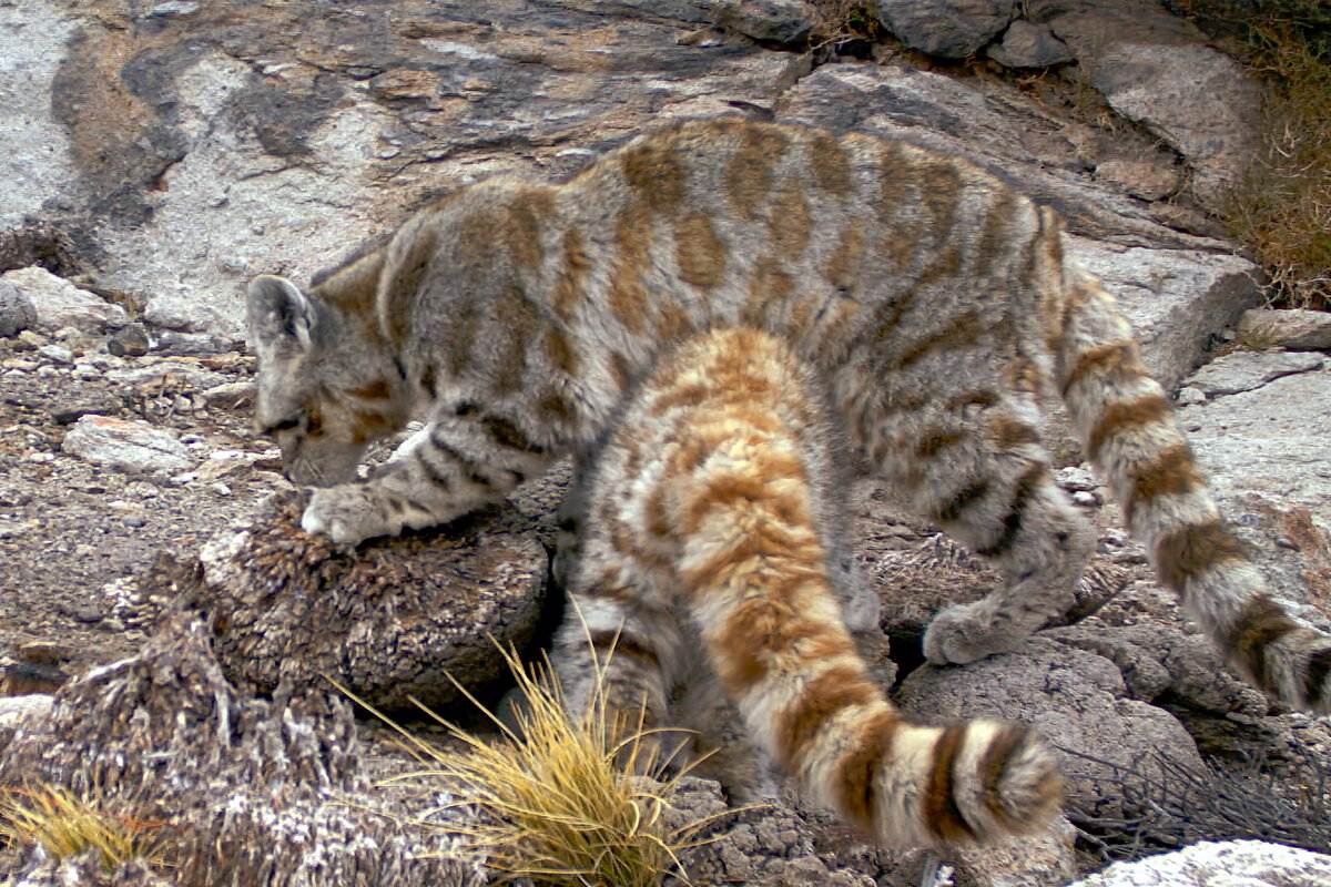 Сибирская кошка - 95 фото кошки легко переносящей стужу