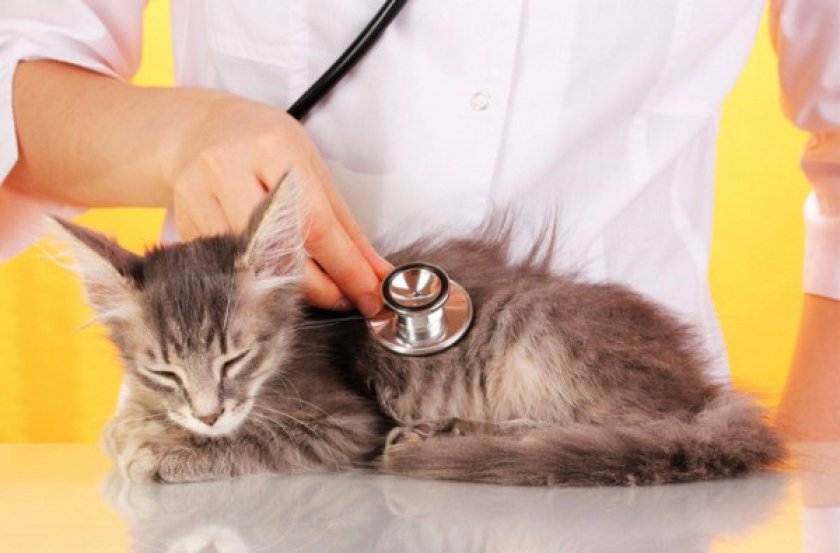 Хроническая болезнь почек у кошек (для ветеринарных специалистов): диагностика, патофизиология, раас, прогноз | мир кота