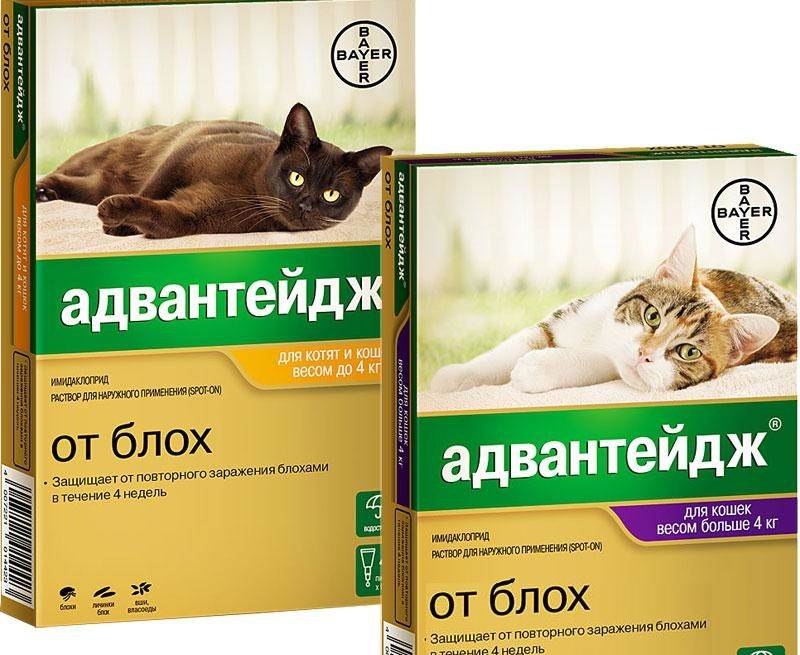 Обзор эффективных средств, капель, таблеток против блох для кошки