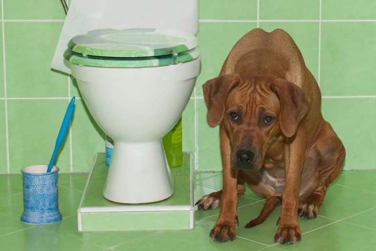 Запор у собаки: не может сходить в туалет по-большому