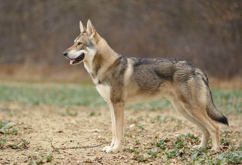 Волчья собака сарлоса: характеристики породы, фото, характер, правила ухода и содержания