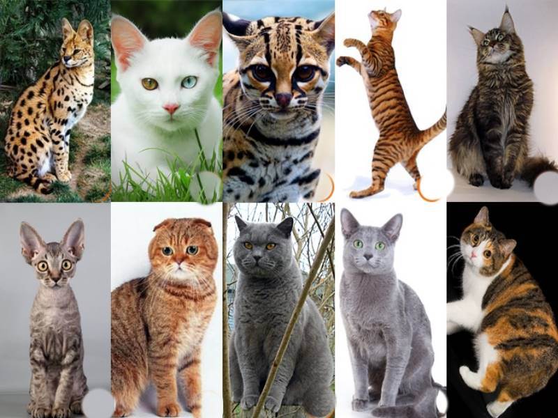 Какие бывают породы кошек с фотографиями и названиями