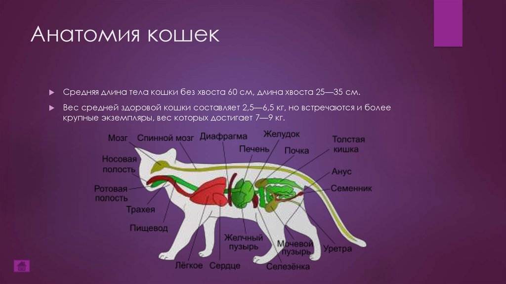 Анатомия кошки: внутренние органы, строение с фото и схемами