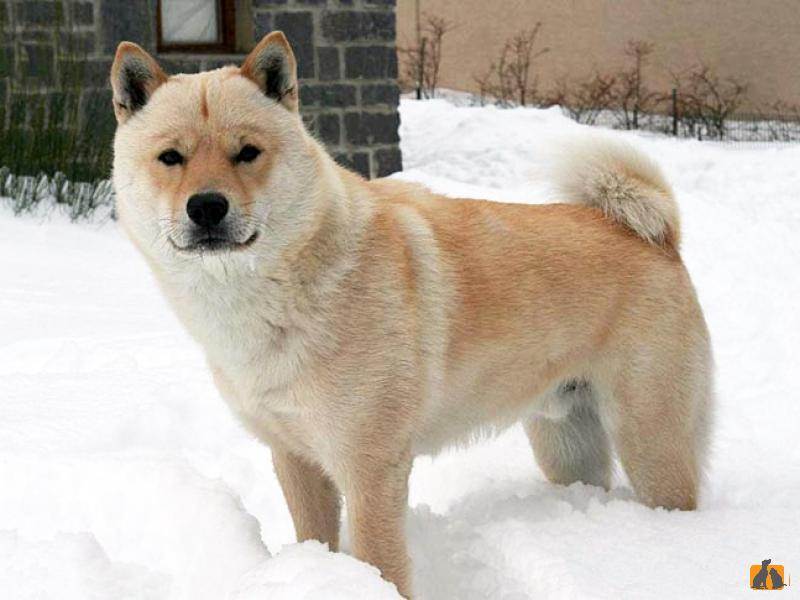 Японская порода собак. характер и советы по содержанию
