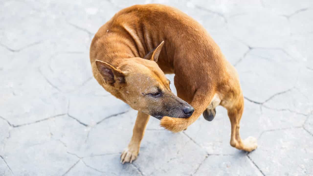 Почему собака бегает за своим хвостом и кусает его
