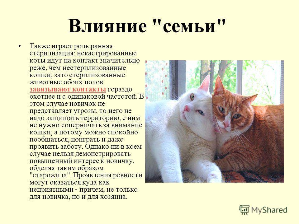 Условия для содержания кошек в квартире правила и ответственность