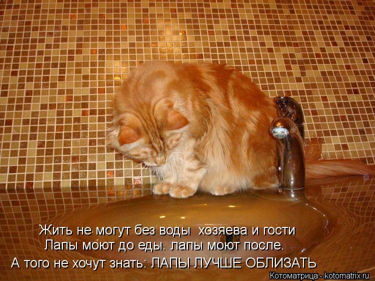 Сколько кошка может прожить без еды и воды, почему котёнок не пьёт воду и как его приучить это делать