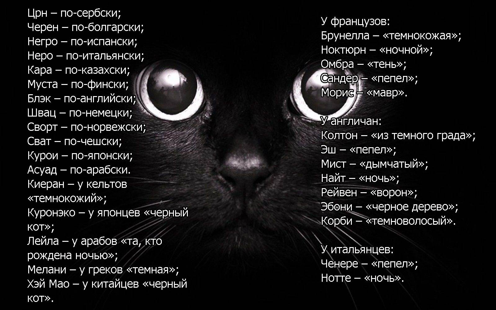 Как назвать черного котенка. клички для котят черного цвета