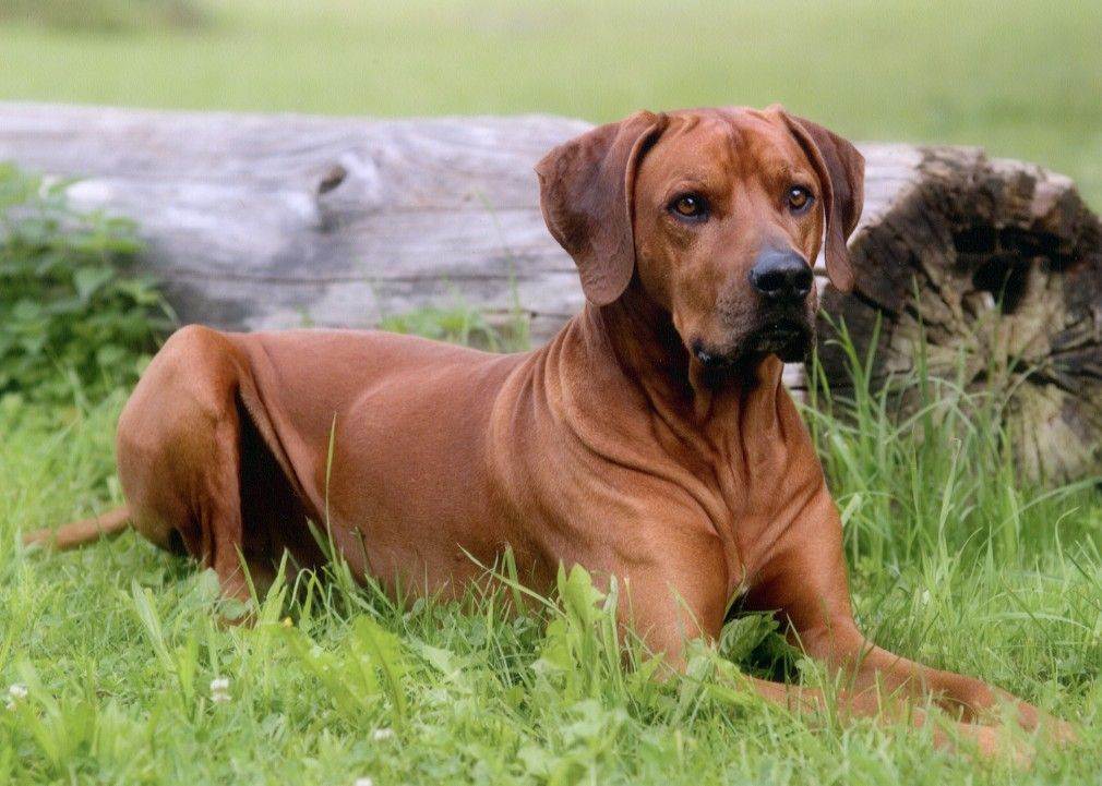 Родезийский риджбек - порода собак - информация и особенностях | хиллс