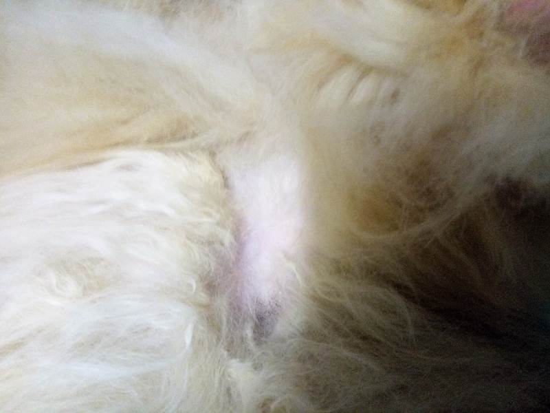 Почему у собаки местами выпадает шерсть: гормональные и негормональные причины