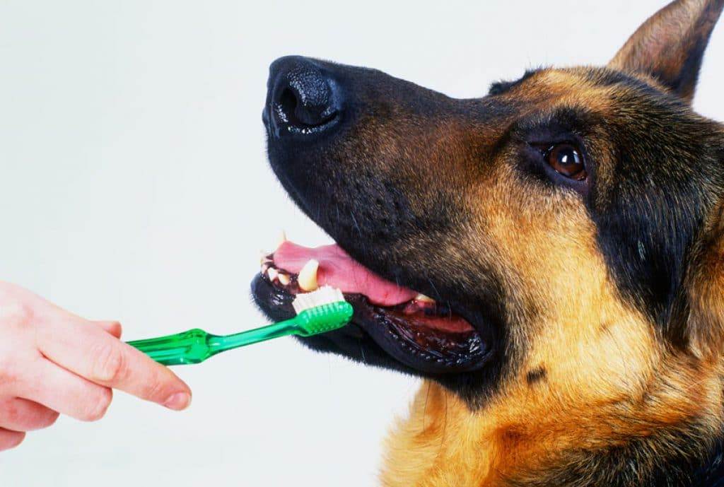 Как чистить зубы собаке: в домашних условиях, как часто нужно, чем, как приучить собаку к процедуре