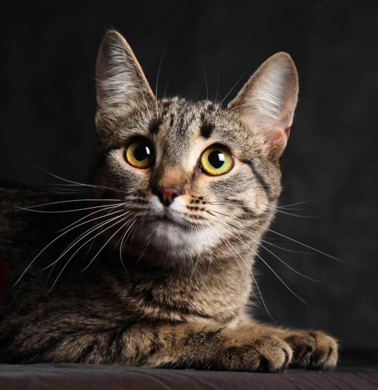 Калифорнийская сияющая кошка. особенности разведения. стоимость котят - мир кошек