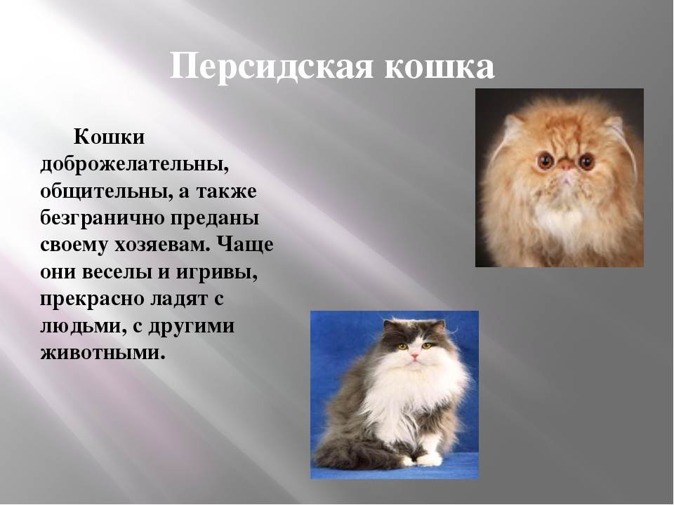 Персидские кошки: характер, уход, продолжительность жизни