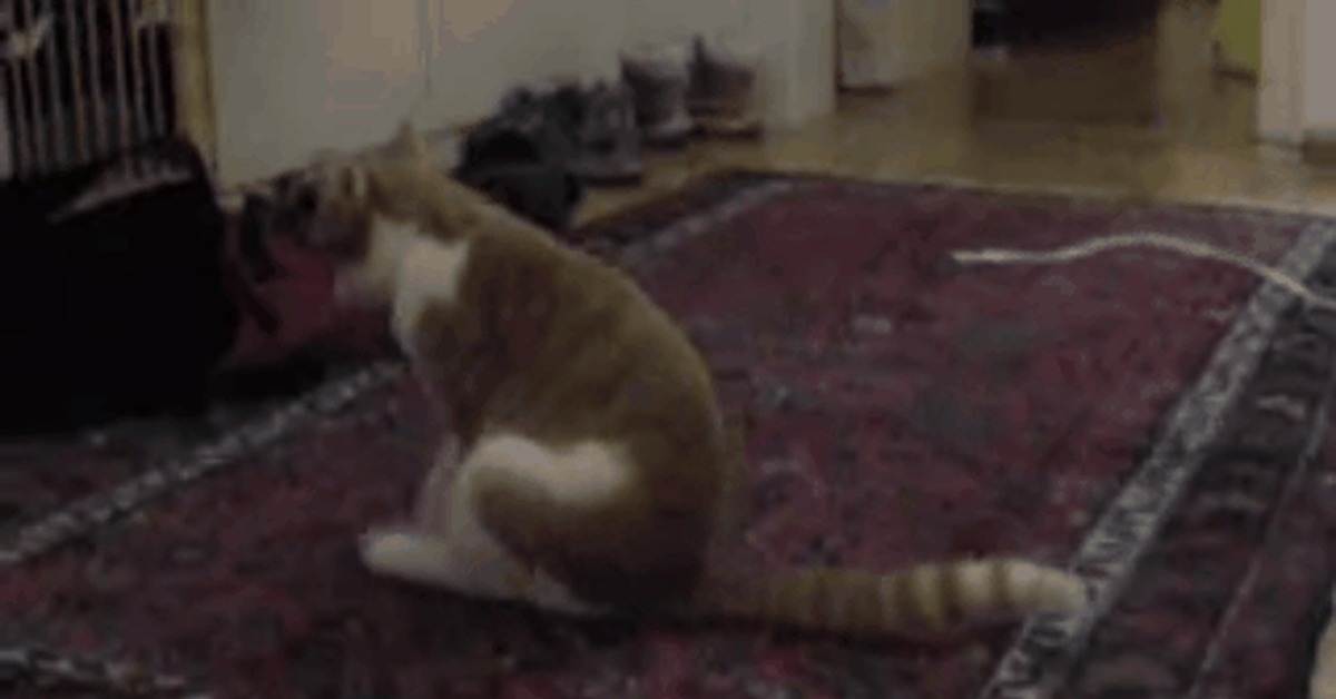Почему может краснеть попа у котов: причины езды на ней по ковру после туалета