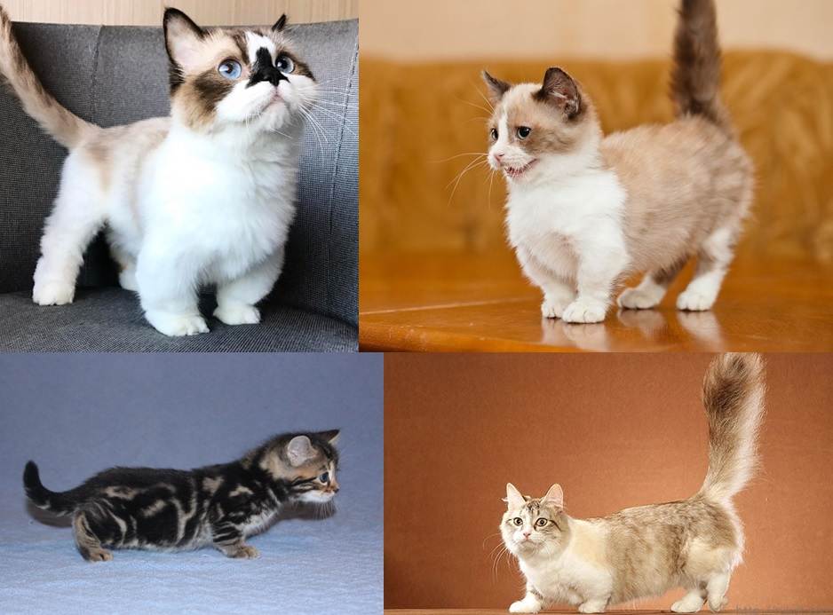 Манчкин - коротколапая кошка: описание и характер породы, уход