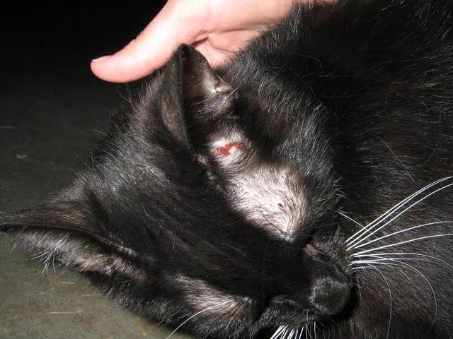 Лишай у кошек: 105 фото заболевания и особенности лечения у кошек