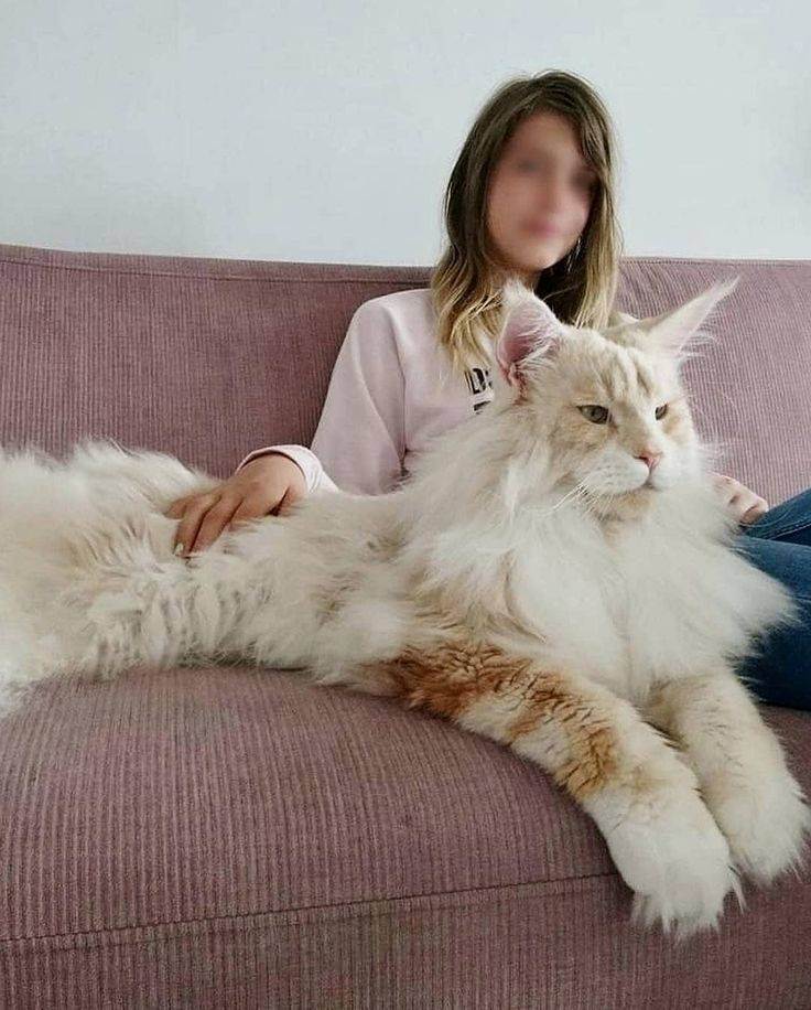 Самый большой кот в мире, фото крупнейших представителей домашних кошек