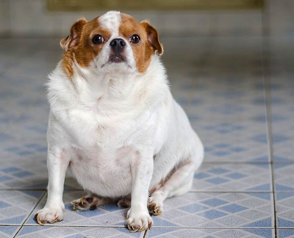 Ожирение у собак – причины появления и что делать | ветмед