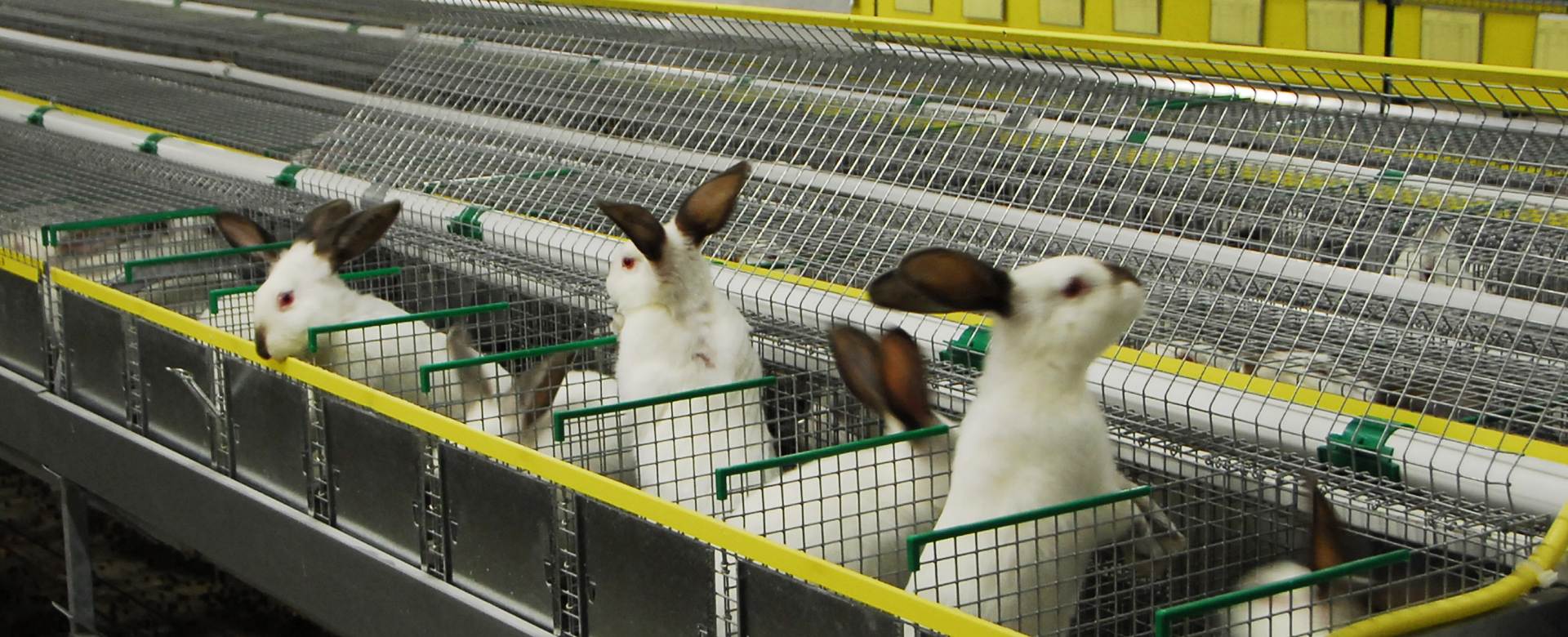 Кролиководство - что нужно знать для разведения кроликов