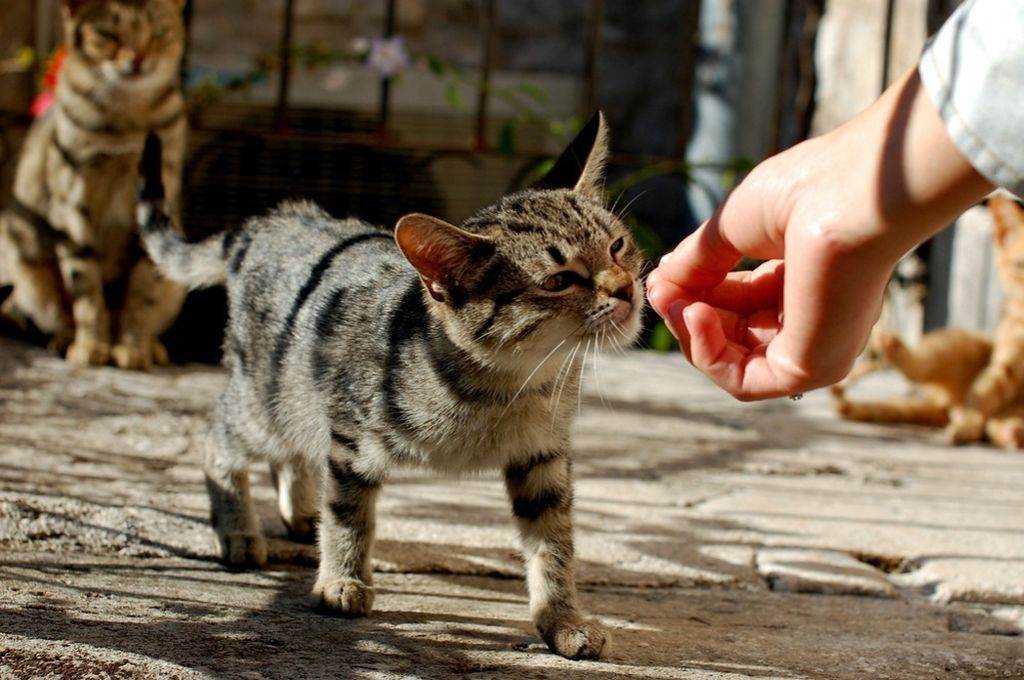 Чего боятся кошки или фобии домашних питомцев