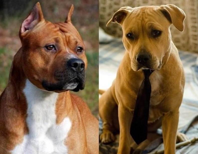 ᐉ купирование ушей и хвоста собак: зачем, как и когда это делать у 25 пород - kcc-zoo.ru
