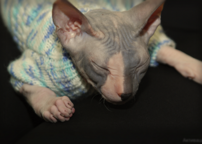 Уретростомия у кота: показания, как проводится, последствия | блог ветклиники "беланта"
