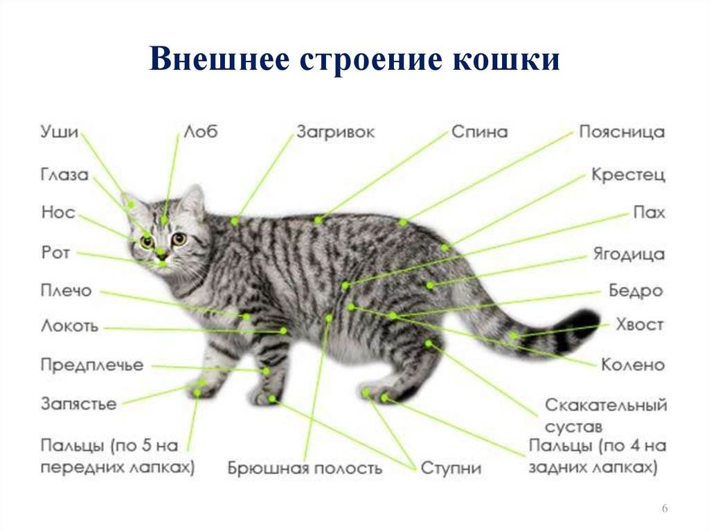 Как объяснить, зачем коту хвост? :: syl.ru