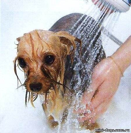 Как моют йоркширского терьера: насколько часто и как правильно купать, выбор шампуней, купание щенка
