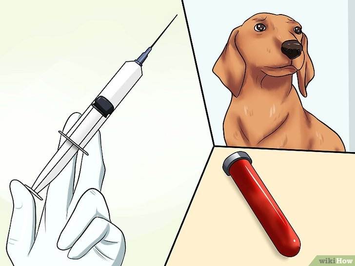 Как измерить температуру у собаки и чем и какая она должна быть