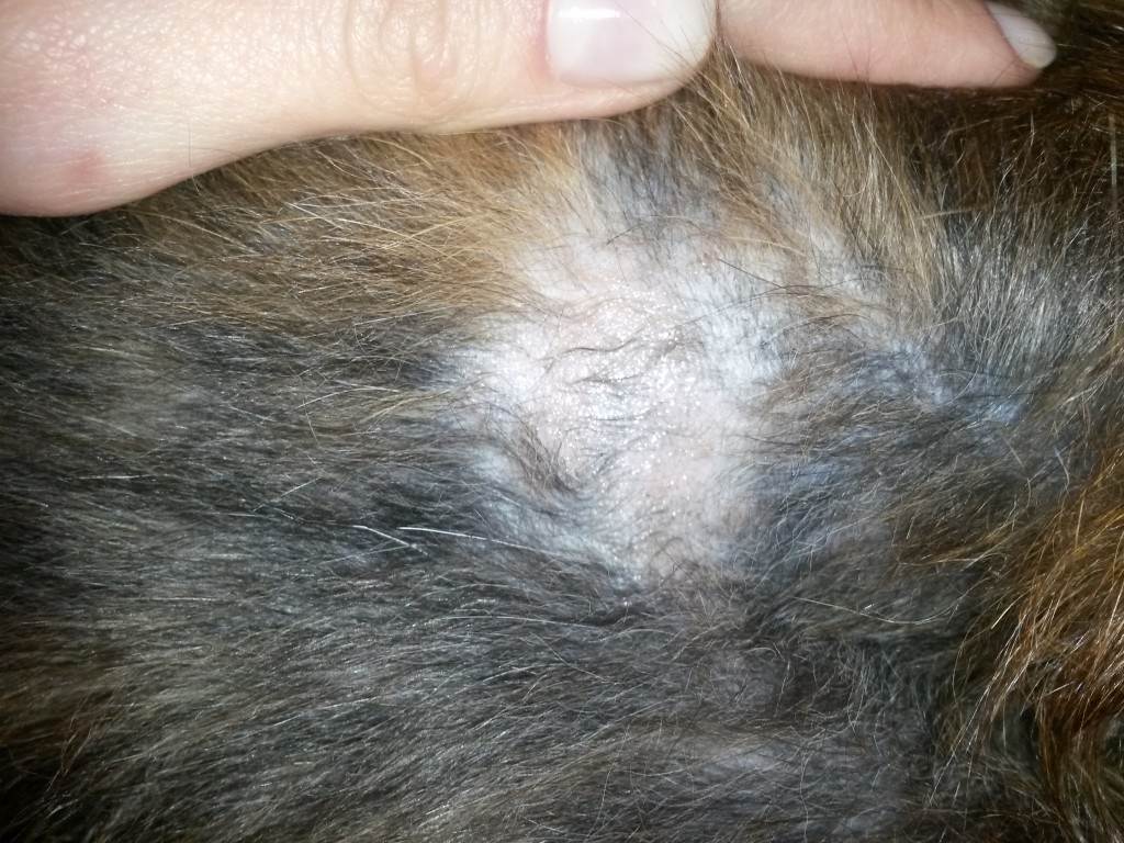 Аллергический дерматит у собак: лечение и диагностика