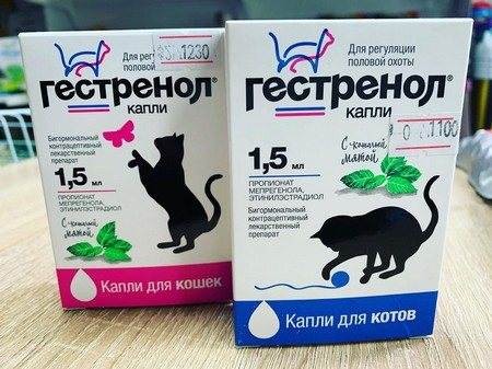 Как давать капли кошке. Успокоительное для котов. Успокаивающие капли для кота. Успокоительные капли для котят. Лекарство от течки у кошек.