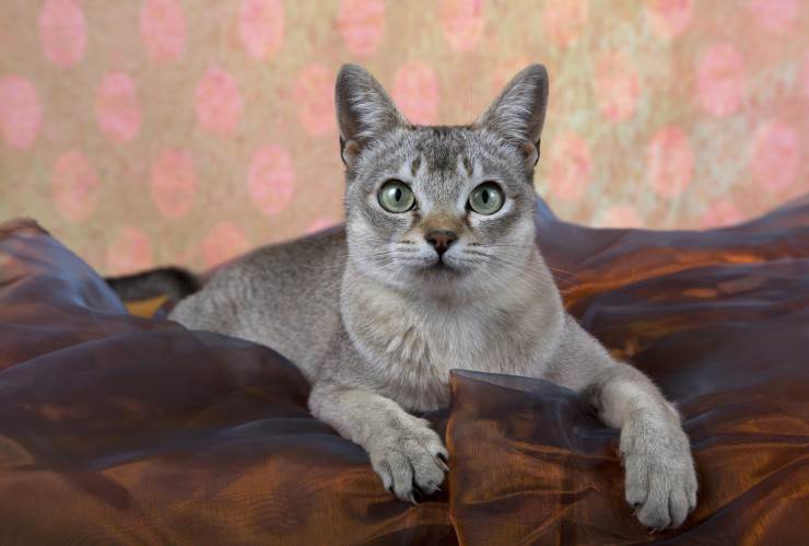 Принцесса из сточной канавы — сингапурская кошка