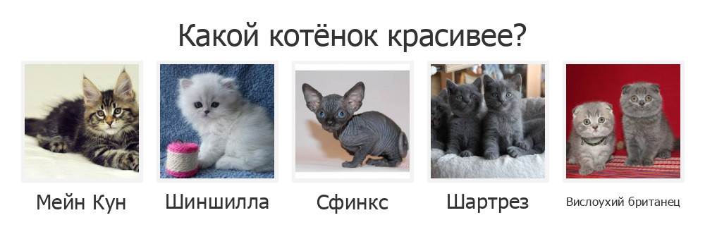 Кот или кошка: кого выбрать?