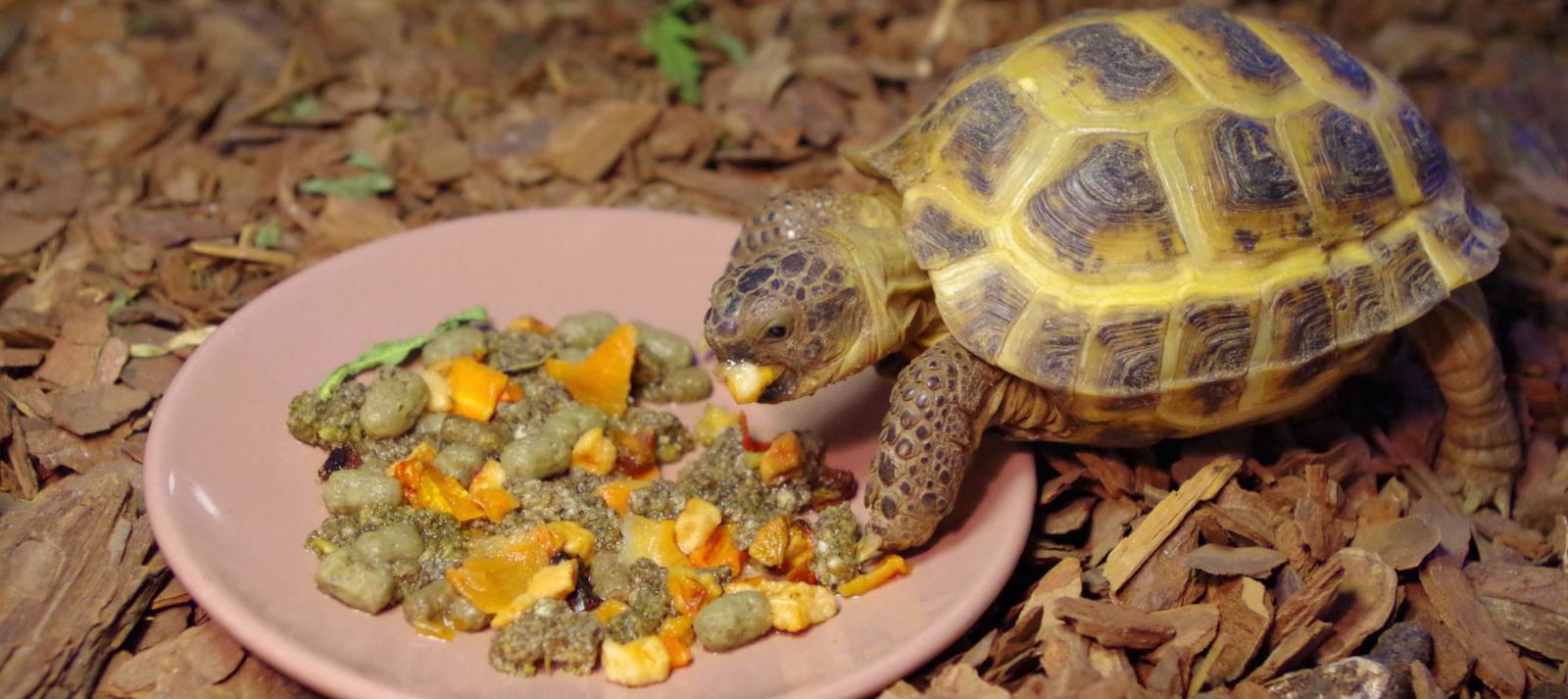 Сухопутные черепахи в домашних условиях: содержание и чем кормить?