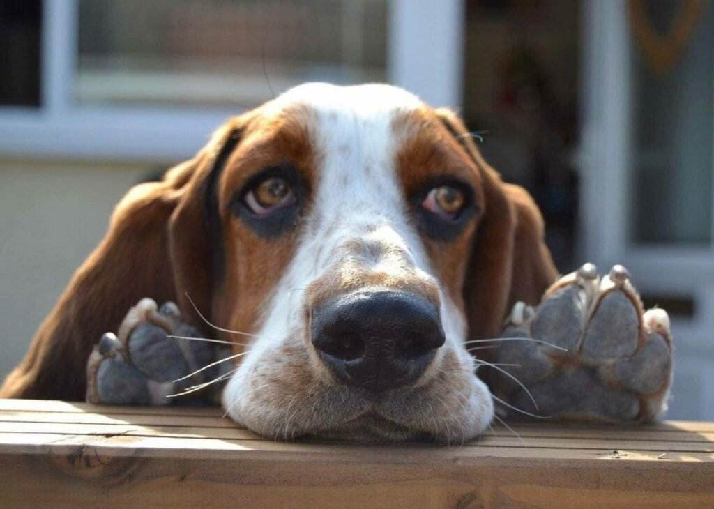 Собаки с большими ушами