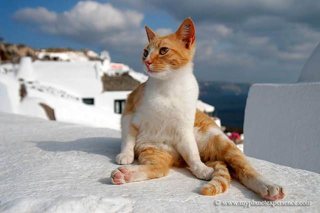 Описание породы эгейской кошки с фото