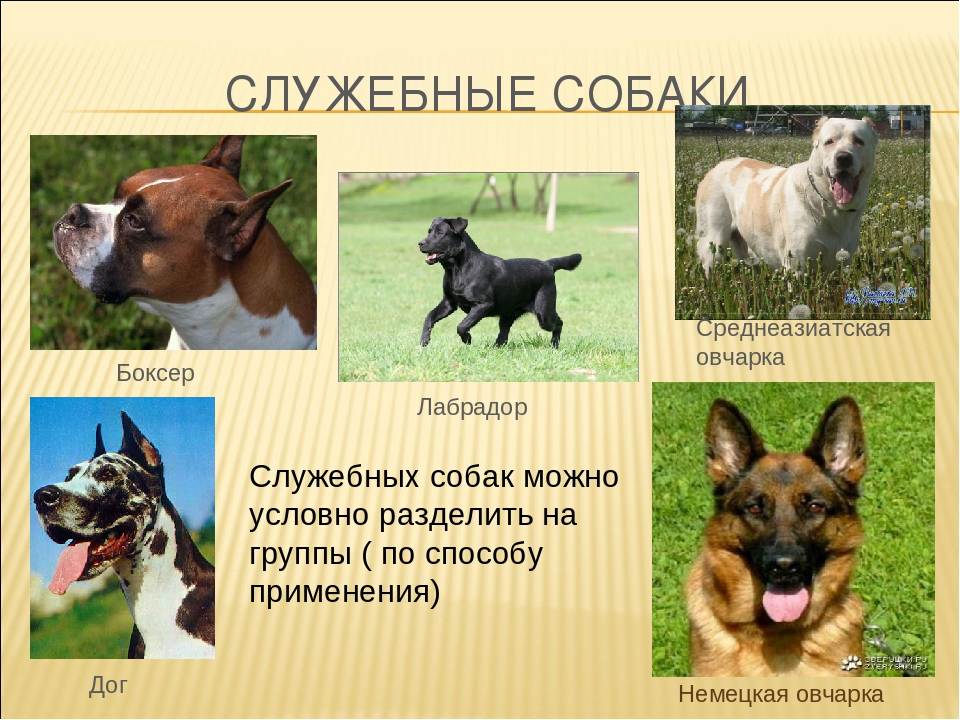Служебные породы собак: топ-10 с фото и названиями | «дай лапу»