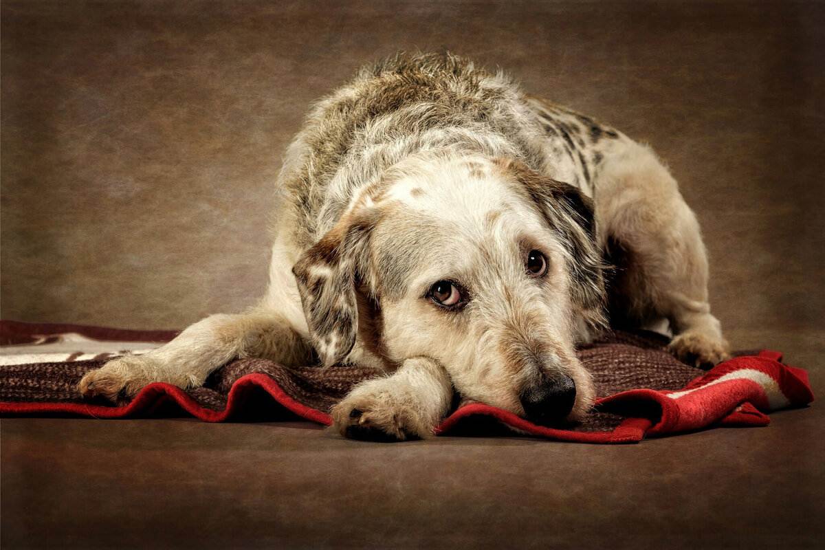 5 причин, почему собака грустит - что делать