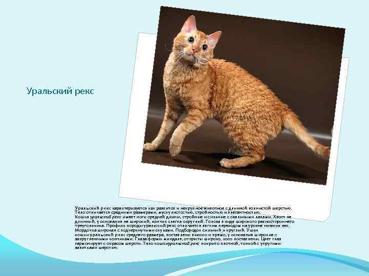 Кимрик (уэльская кошка): фото, описание породы, характер и здоровье