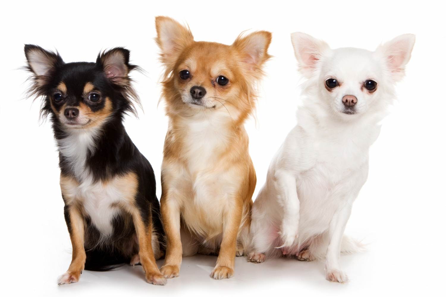 Маленькие породы собак: список представителей с фото