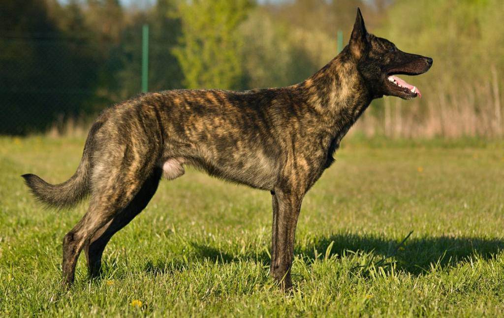 Голландская овчарка (хердер): описание породы собак с фото и видео