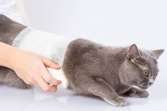 Лечение переломов у кошек