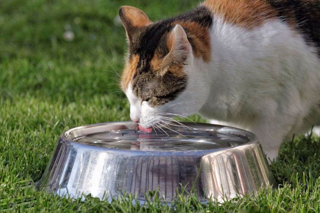 Кошка не ест и не пьет – что делать?