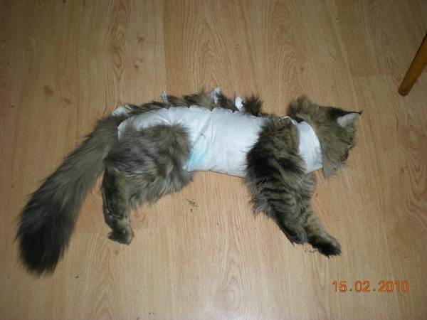 Кошка после стерилизации: как ведет себя, через сколько отходит, общее состояние животного