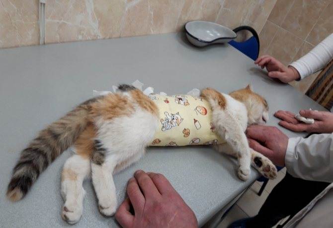 Как ухаживать за кошкой после стерилизации в первые дни советы ветеринара - petstory